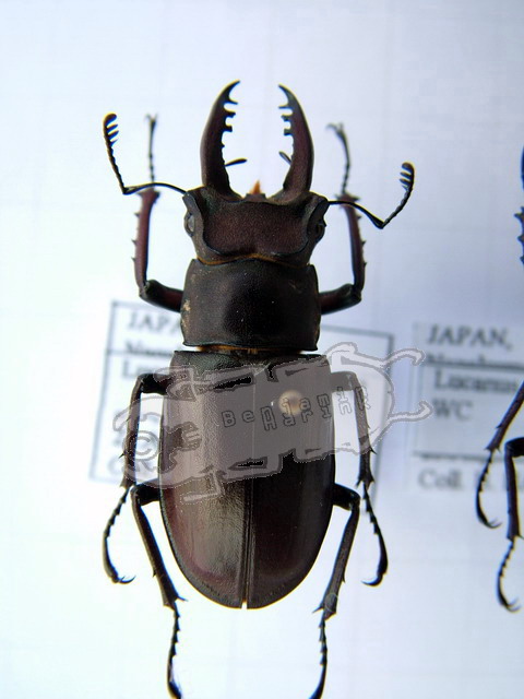 Genus Lucanus the online insect musuem